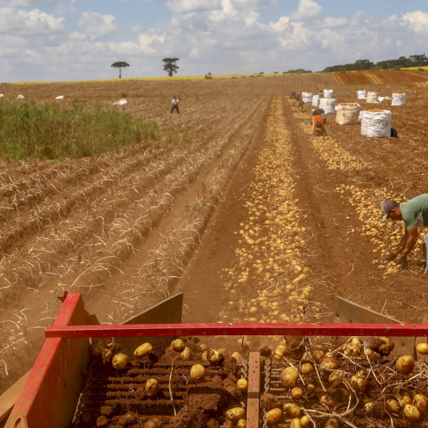 Primeira safra de batata do Paraná rende 392,2 mil toneladas