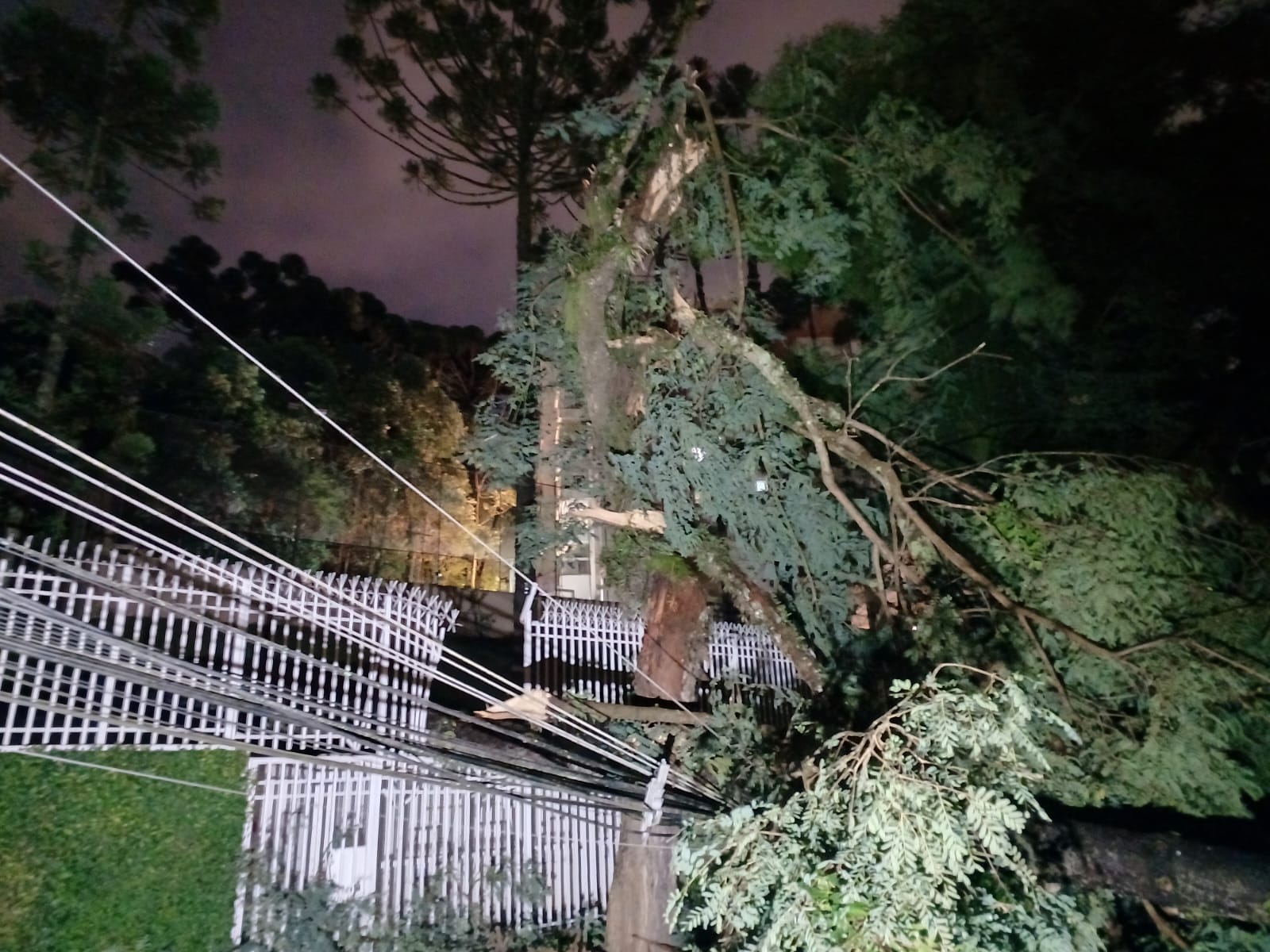  Queda de árvore causou estragos para moradores e motoristas, em Curitiba 