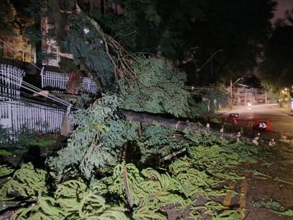 Árvore gigantesca caiu durante fortes rajadas de vento que atingiram Curitiba