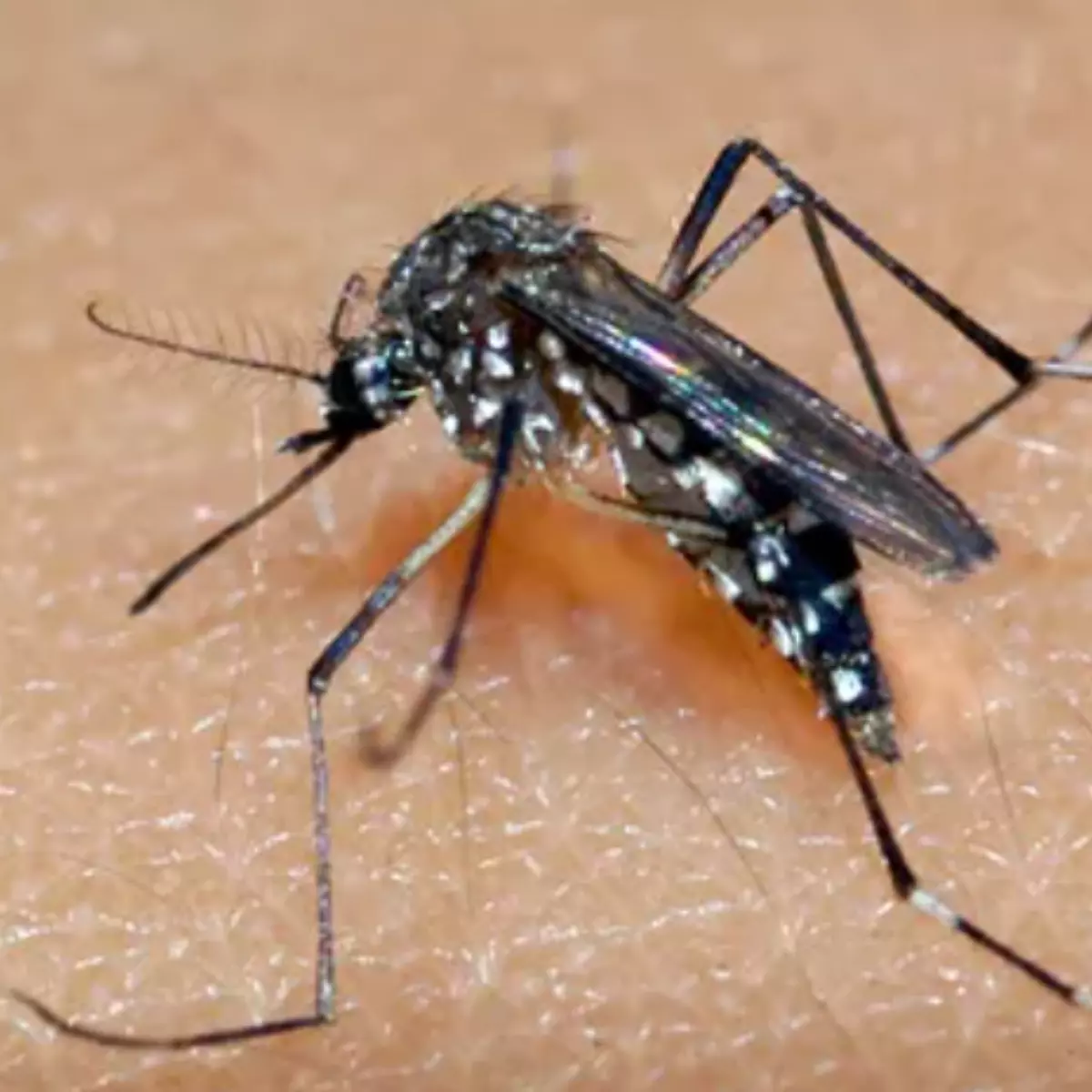  quinta morte por dengue em londrina 