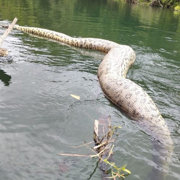 Sucuri que viralizou como a “maior cobra do mundo” é encontrada morta