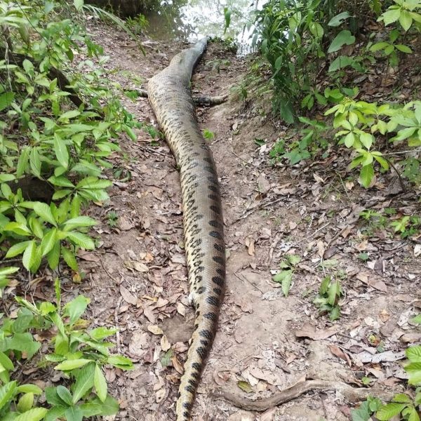  Sucuri que viralizou como a “maior cobra do mundo” é encontrada morta 
