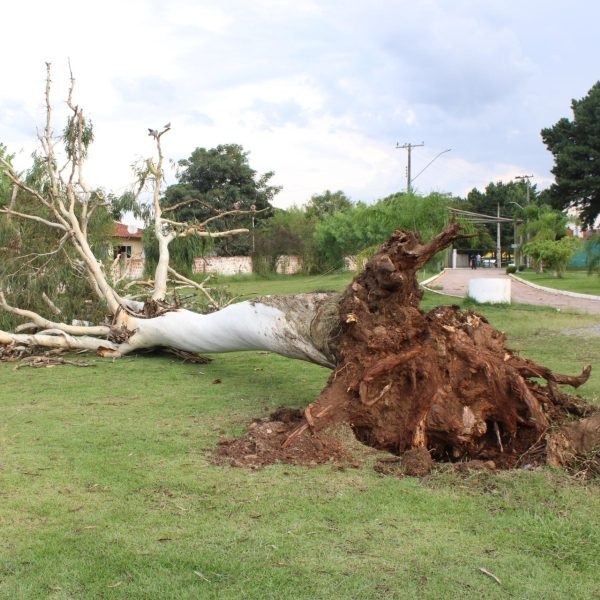 temporal estragos derruba árvores danifica tenda