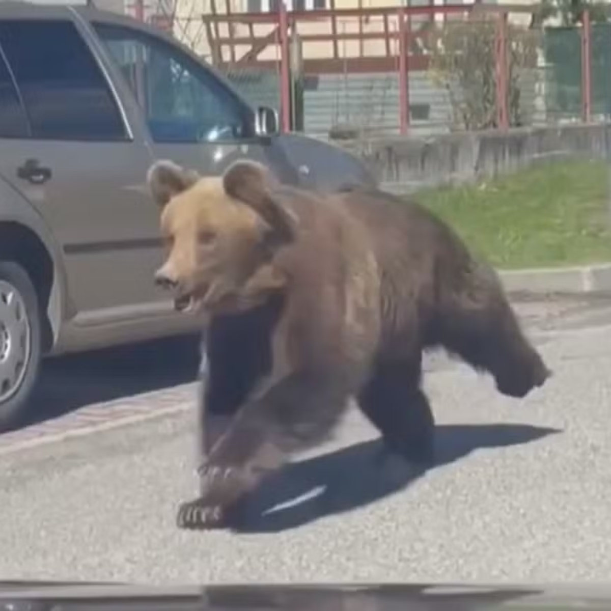  VÍDEO: Urso invade cidade, causa pânico e deixa 5 pessoas feridas 