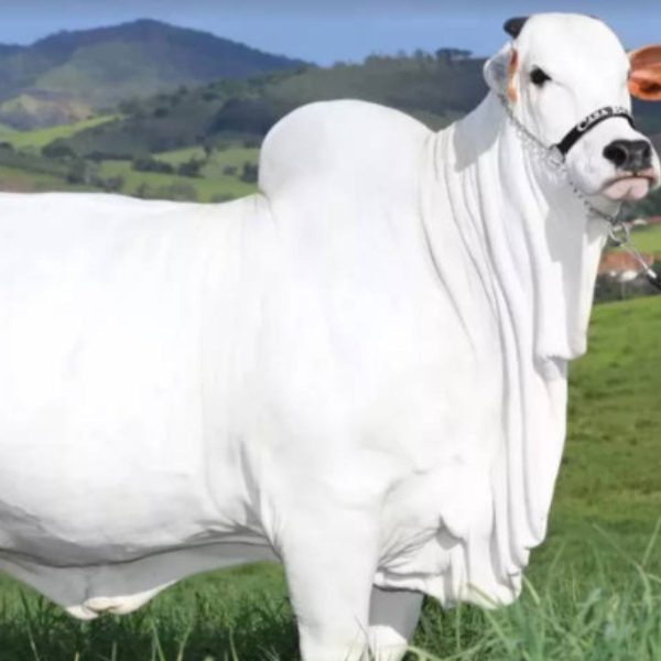 Vaca brasileira estimada em R$21 milhões entra no Guinness Book