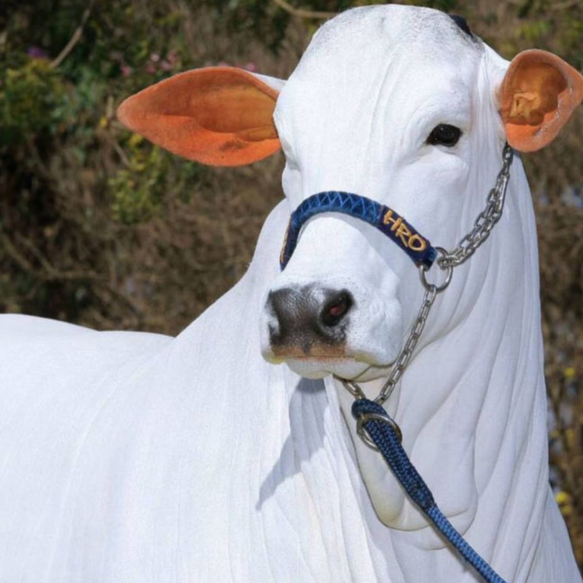  Vaca brasileira estimada em R$21 milhões entra no Guinness Book 