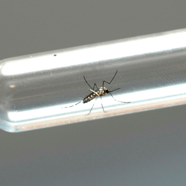 Primeiro caso de chikungunya Londrina
