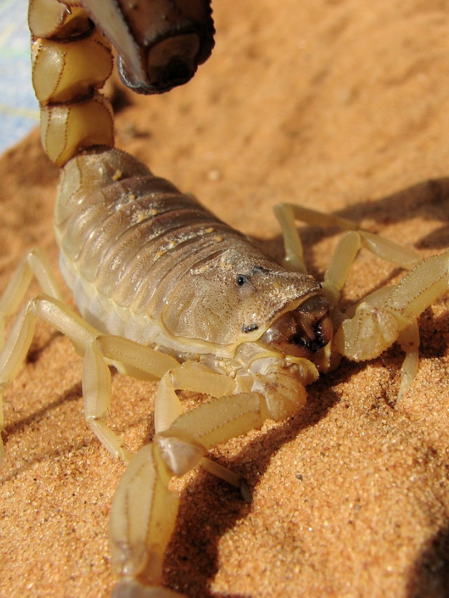 Veneno de escorpião: toxina é o líquido mais caro do planeta