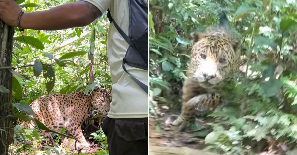 A tour guide is attacked by a jaguar in the Amazon