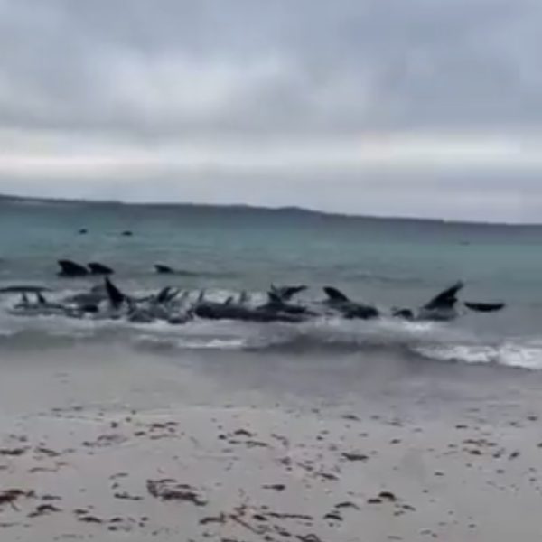Mais de 100 baleias ficam encalhadas em praia; 26 morreram