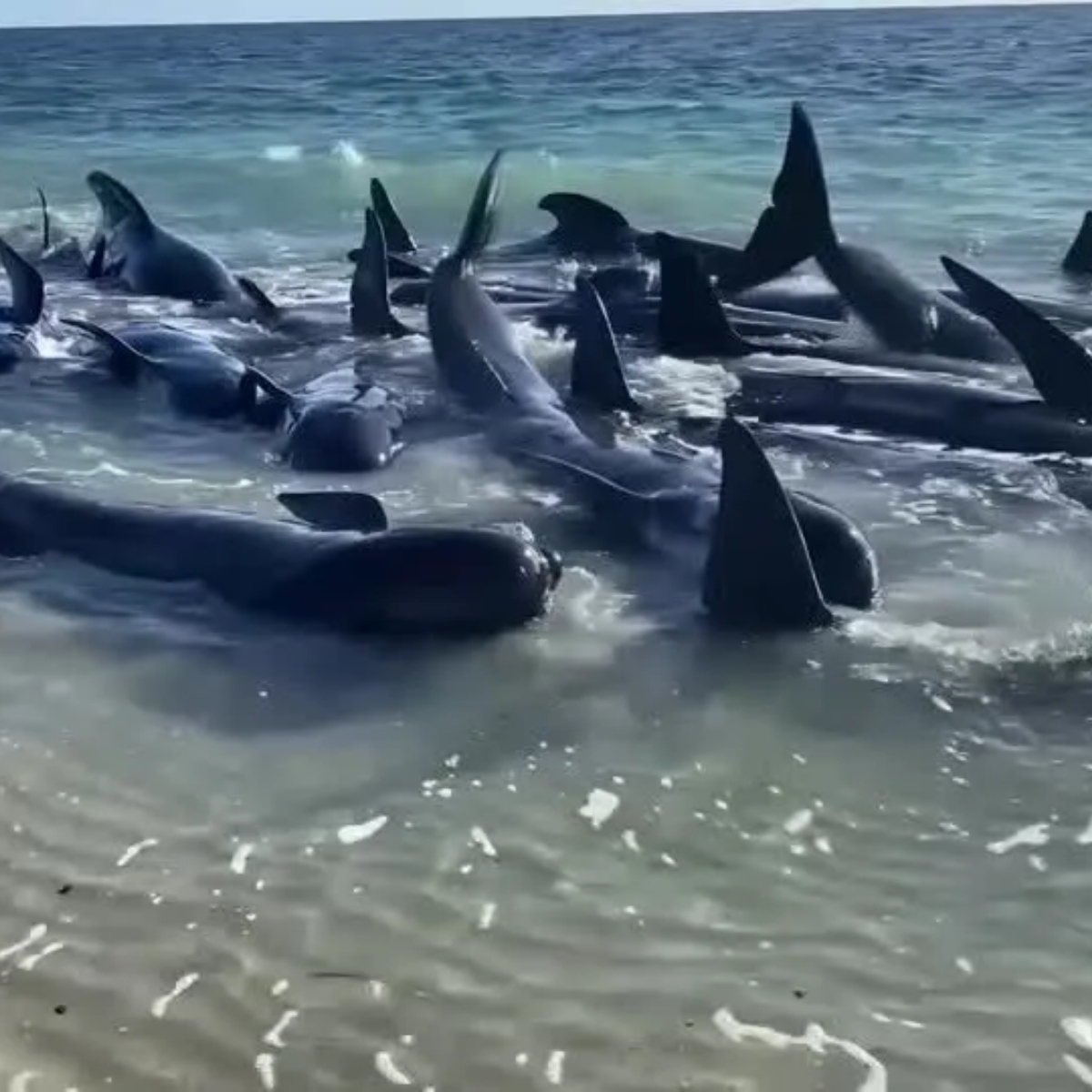  Mais de 100 baleias ficam encalhadas em praia; 26 morreram 