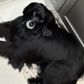 Cachorro Bob desapareceu em Curitiba e família oferece recompensa