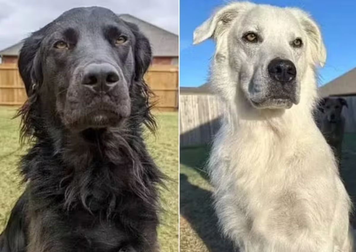 Cachorro com vitiligo em dois tempos: antes e depois