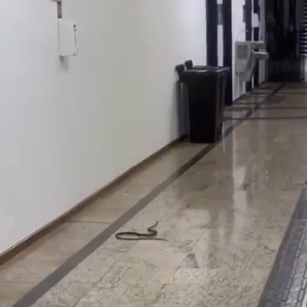cobra flagrada em corredor de universidade privada londrina