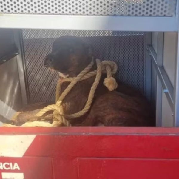 Imagem do cachorro resgatado