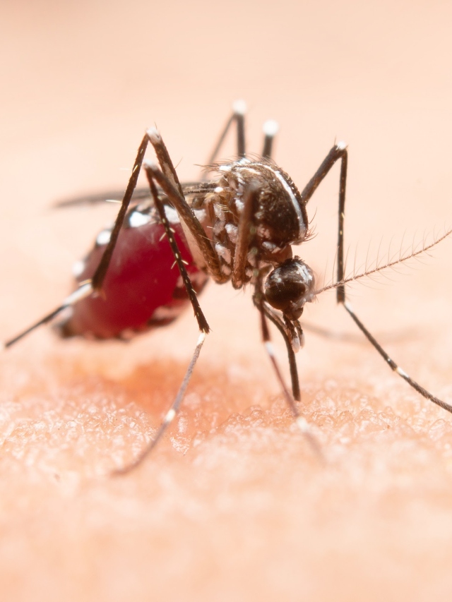 Dengue: 7 fatos que você precisa saber