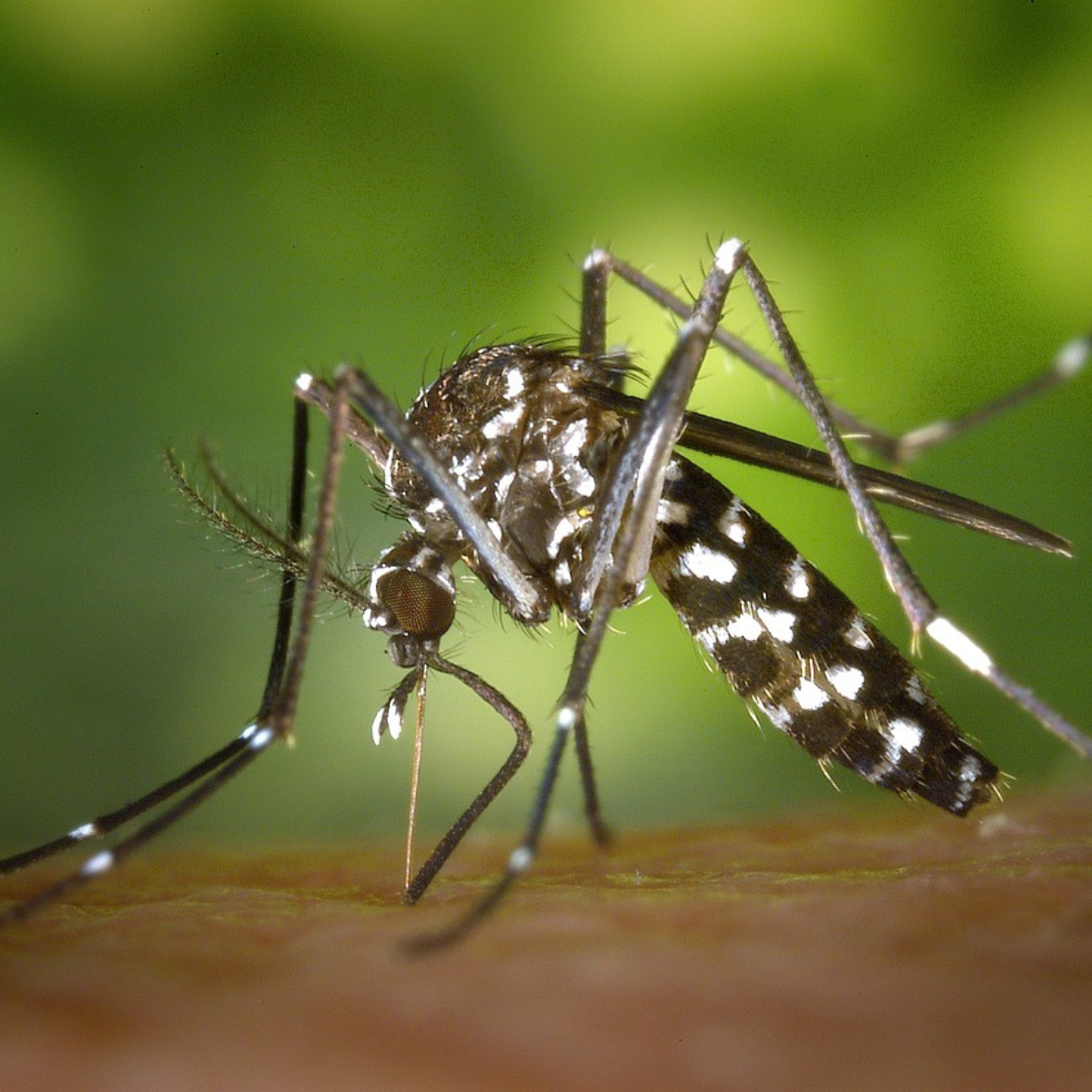  Boletim da dengue confirma mais de 23 mil casos de dengue em uma semana no Paraná 