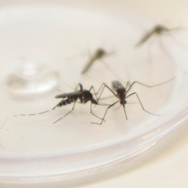 dengue situação de emergência