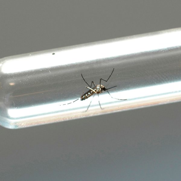 dengue situação de emergência