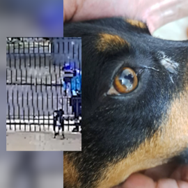 Polícia Civil busca informações para solucionar possíveis envenenamentos contra cães