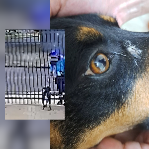 Cachorro é esfaqueado e homem é preso no PR