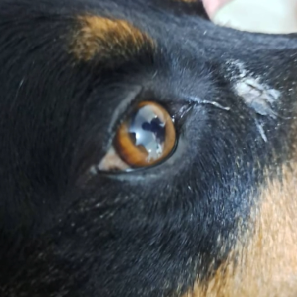 o cachorro foi atingido perto do olho