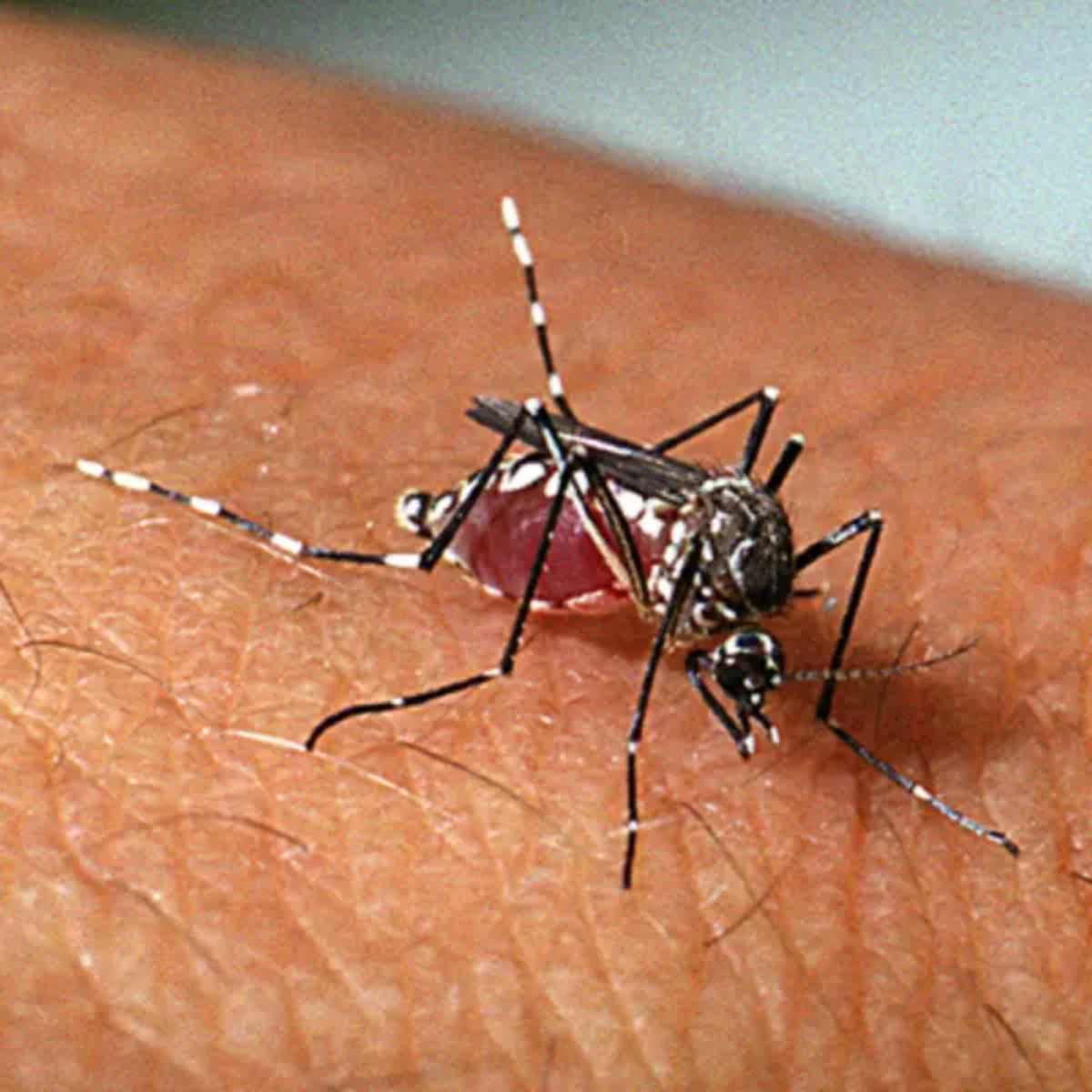  situação de emergência por dengue no Paraná 