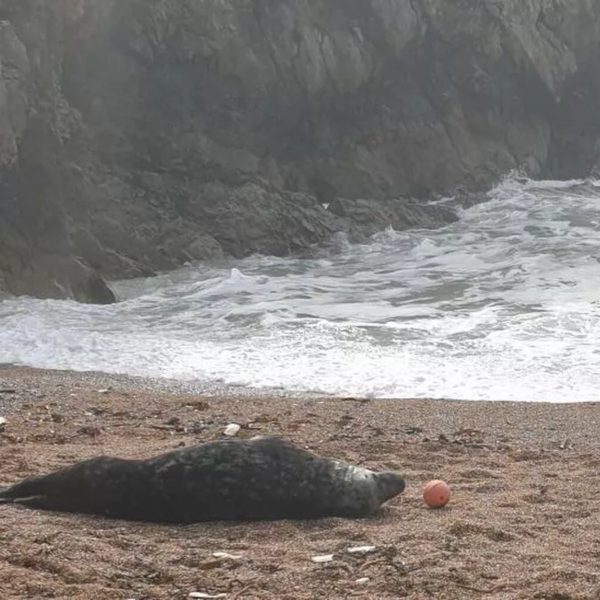 Polícia isola praia para que foca possa relaxar ao sol; veja imagens