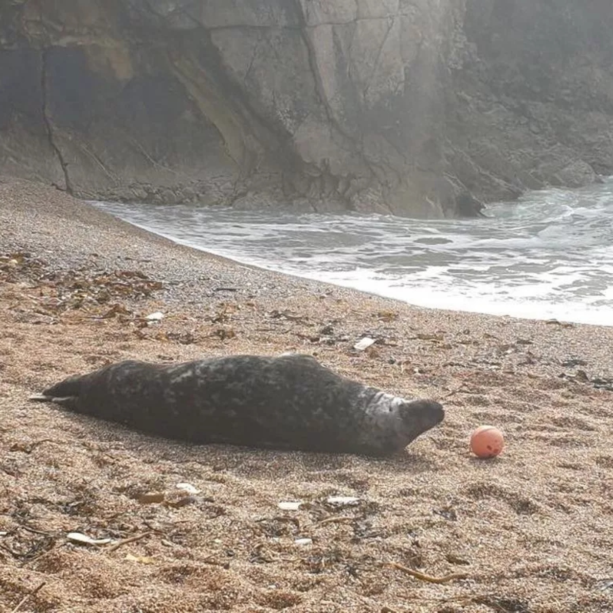  Polícia isola praia para que foca possa relaxar ao sol; veja imagens 
