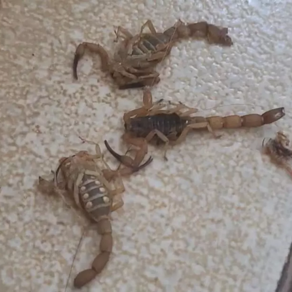 escorpiões jogados em atendentes de unidade de saúde