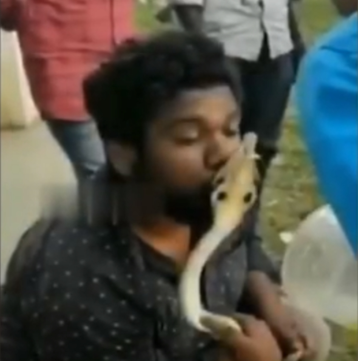  Homem é picado na boca enquanto beijava cobra venenosa 