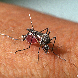 Londrina confirma 14 mil casos e 20 mortes por dengue em 2024