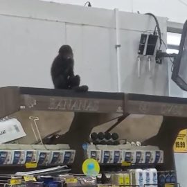 Macaco invade mercado, come pinhão e abre latas de cerveja