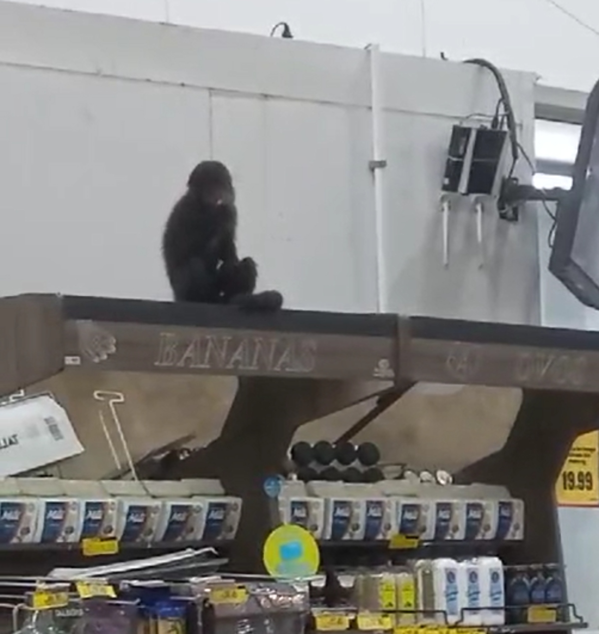  Macaco invade mercado, come pinhão e abre latas de cerveja 