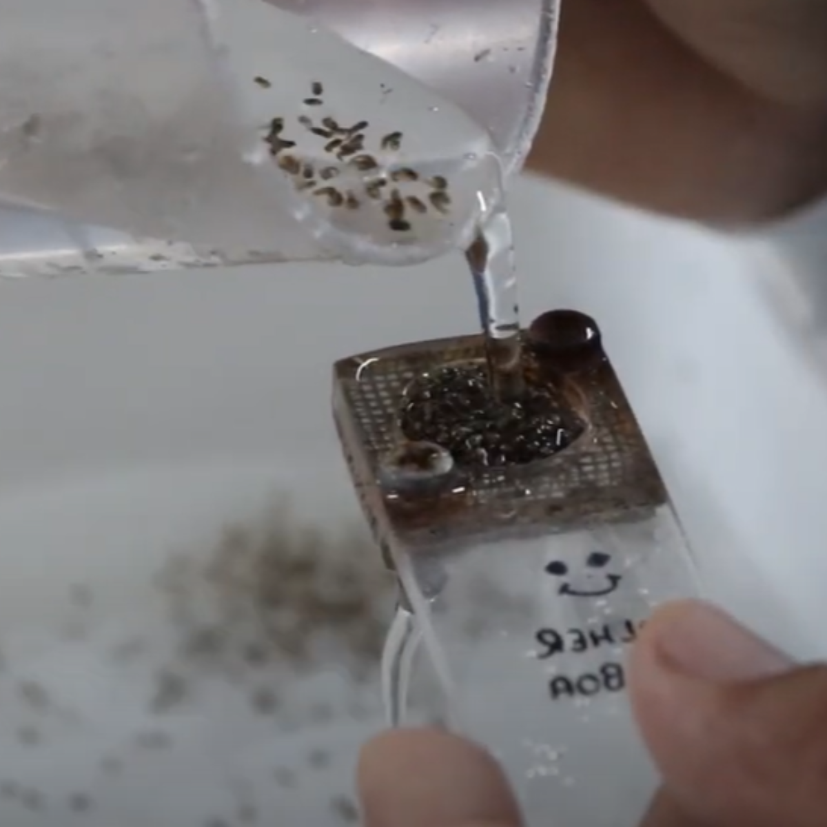  Londrina recebe método Wolbachia para combater a dengue 