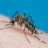 Brasil atinge marca de 4 milhões de casos de dengue confirmados