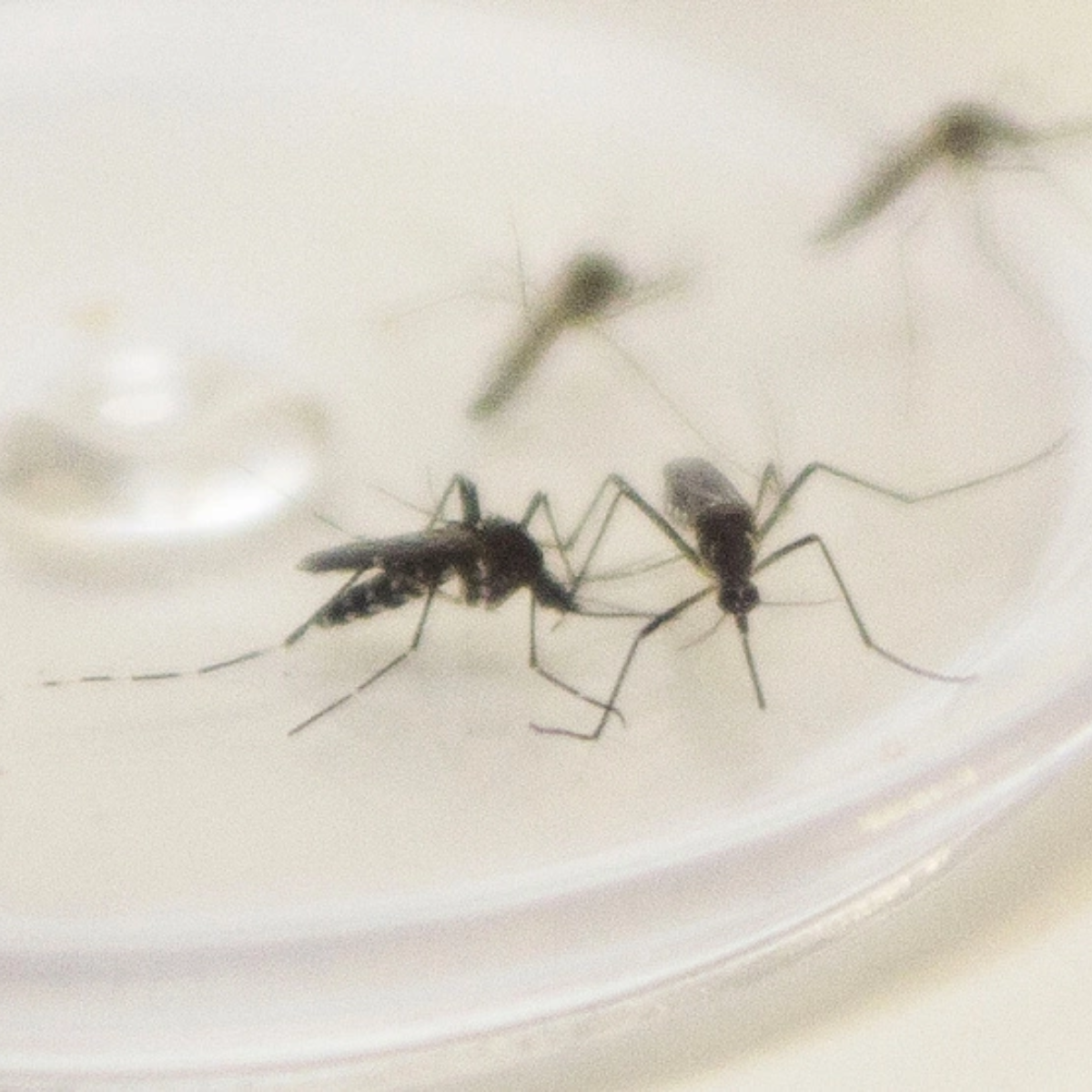 Dengue: Paraná é o terceiro estado com maior incidência