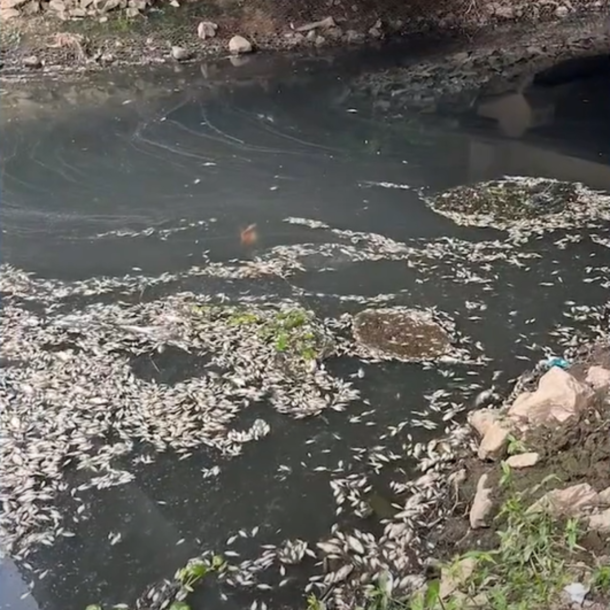  Poluição do Rio Miringuava causa morte de peixes em São José dos Pinhais 