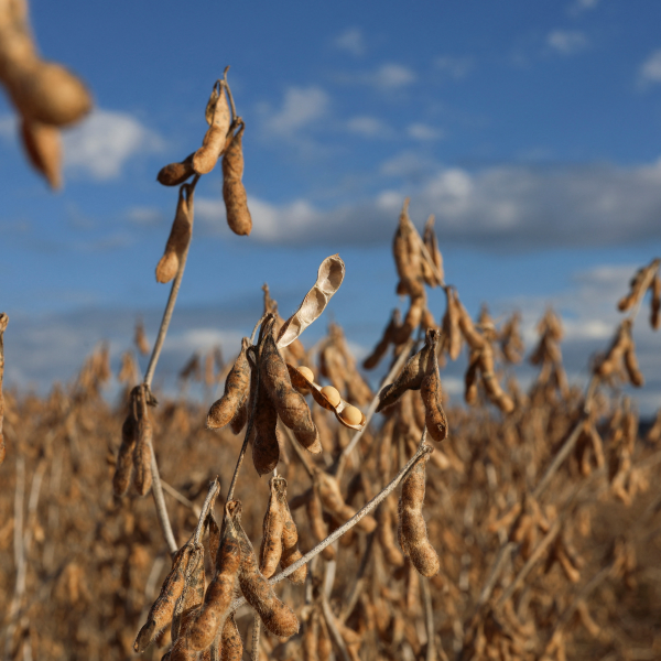 Projeção de safra de soja é reduzida para 146,3 mi de toneladas pela Datagro