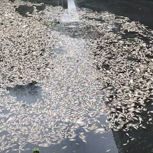 Poluição do Rio Miringuava causa morte de peixes em São José dos Pinhais