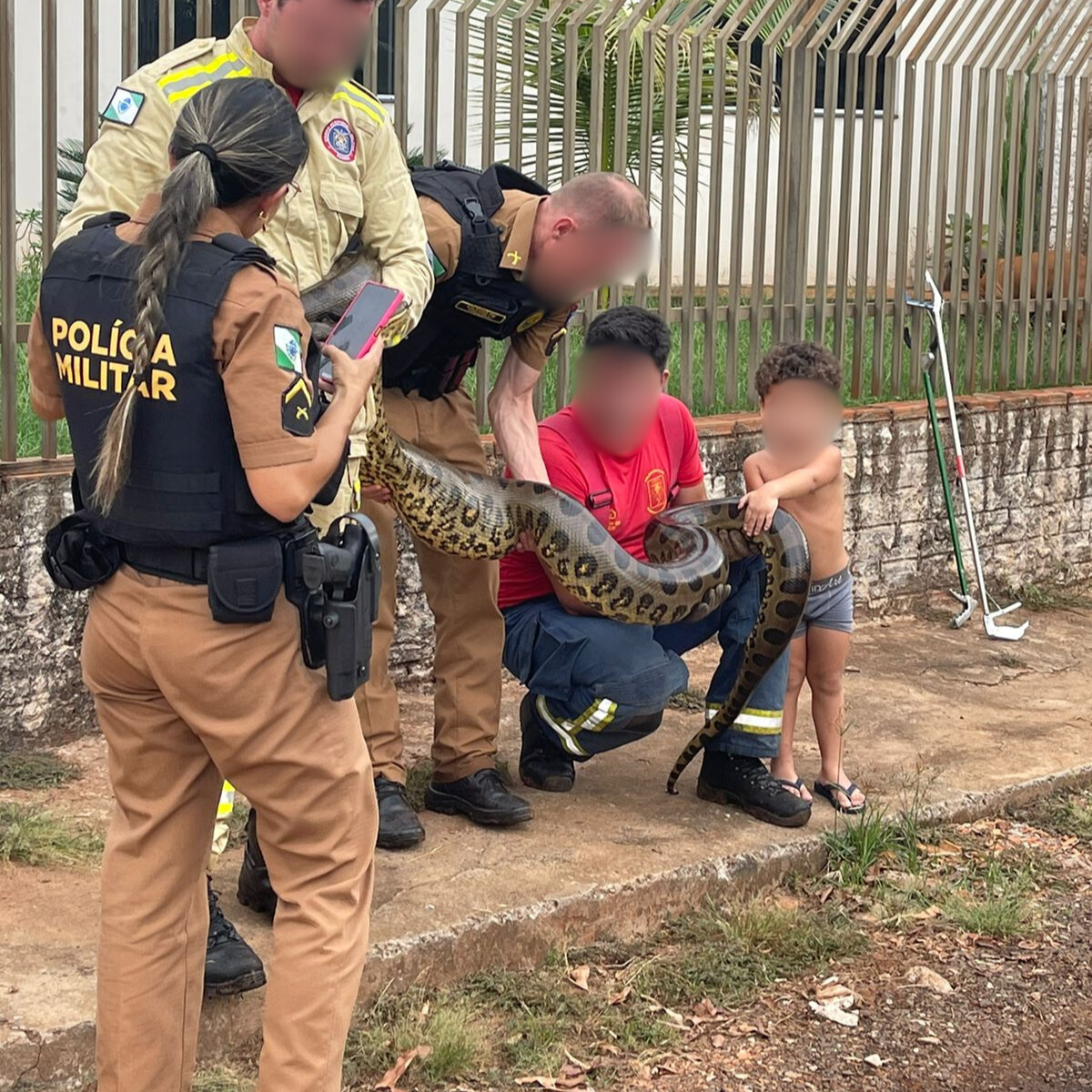  Sucuri de 4 metros é capturada em casa do Paraná; veja vídeo 