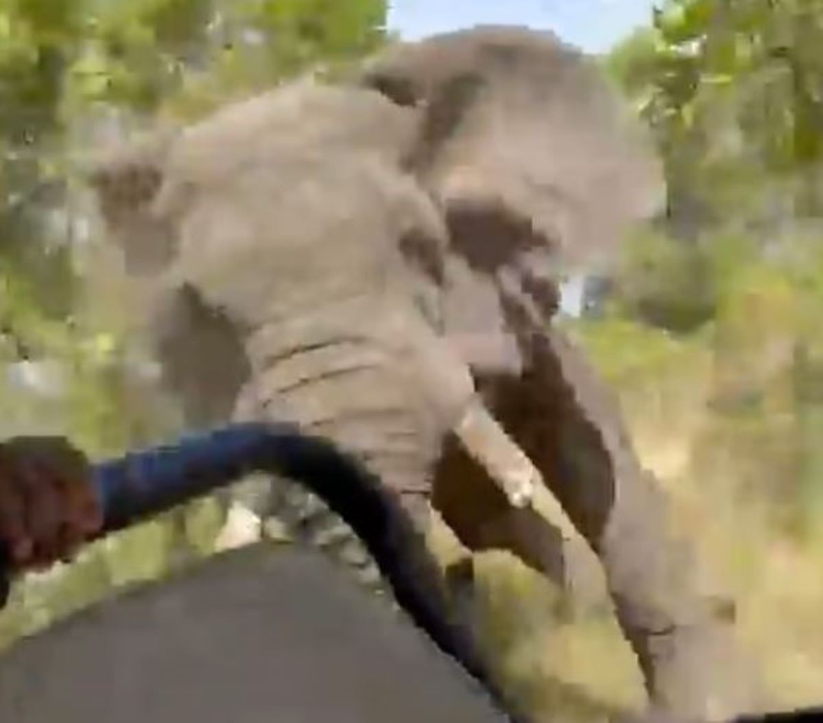  elefante atacando pessoas 