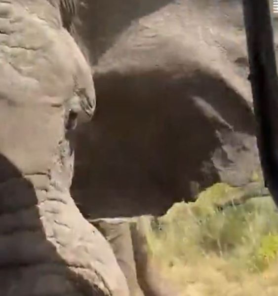 elefante atacando veículo