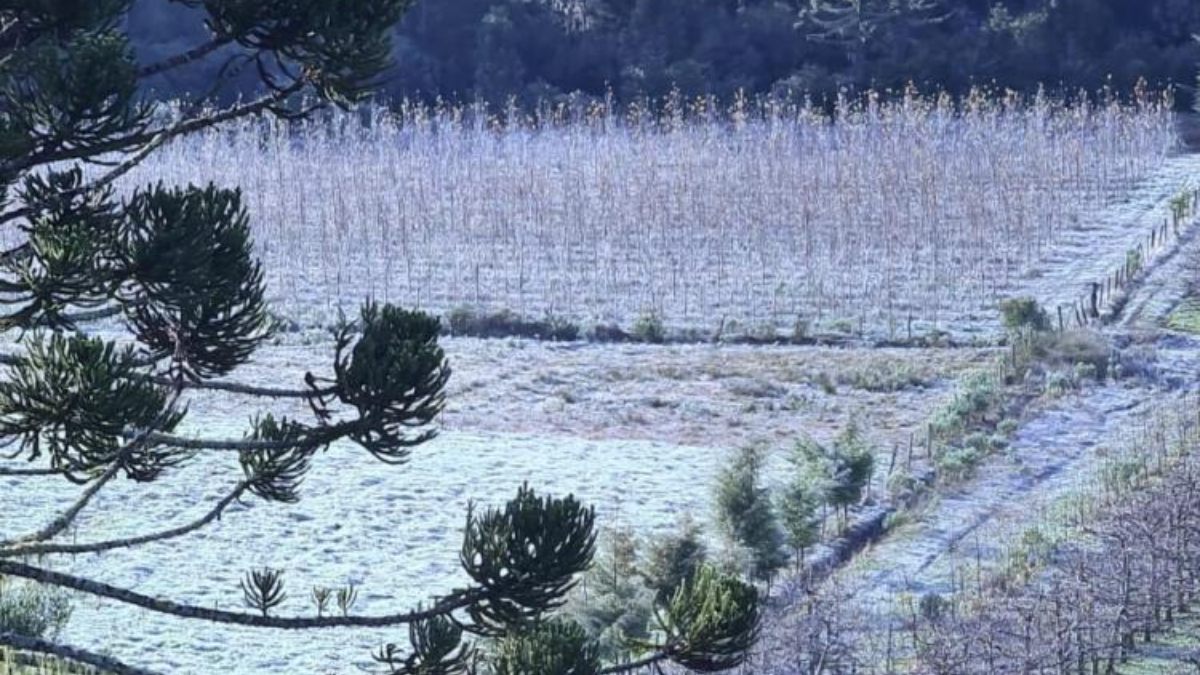 Paraná continua em alerta para geadas nesta sexta-feira (30) 