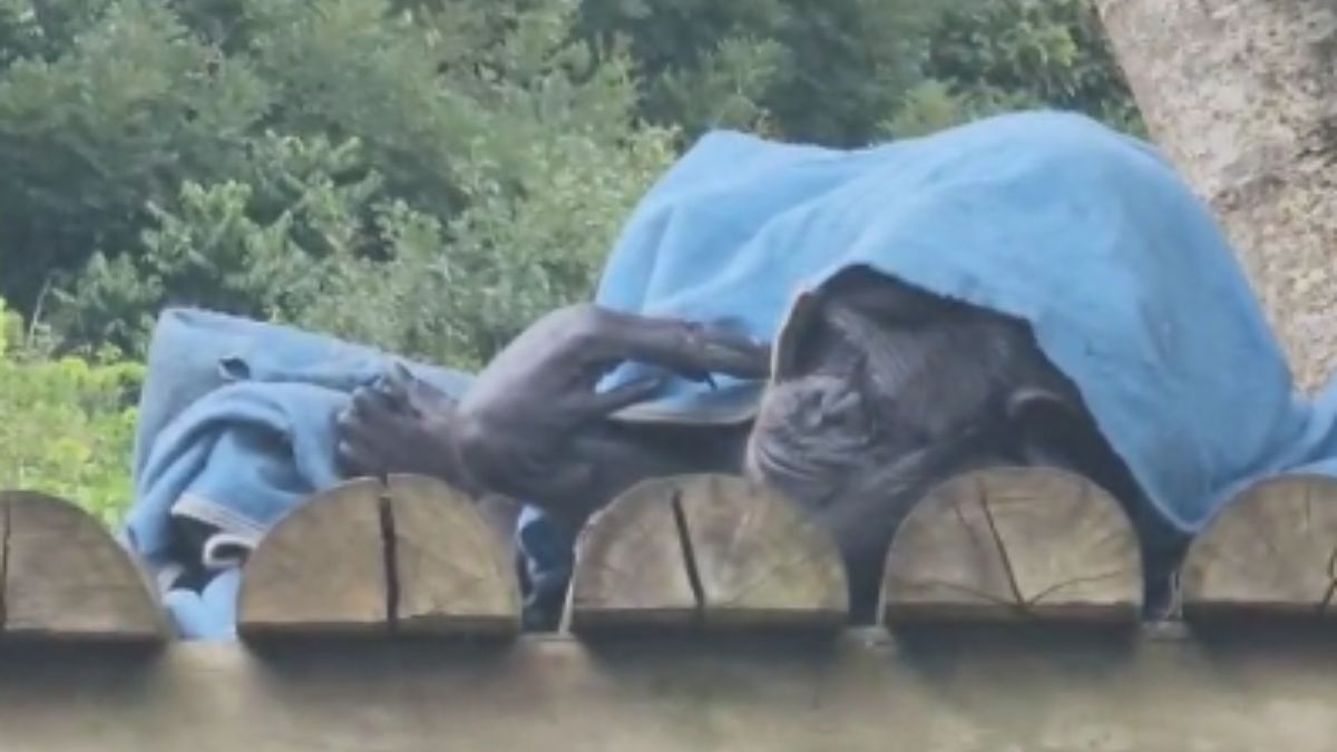 Animais do Zoológico de Curitiba ganham cobertores e pinhão por causa do frio