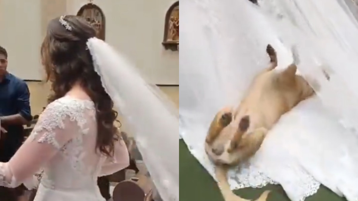 Cachorro caramelo invade casamento e deita no vestido da noiva