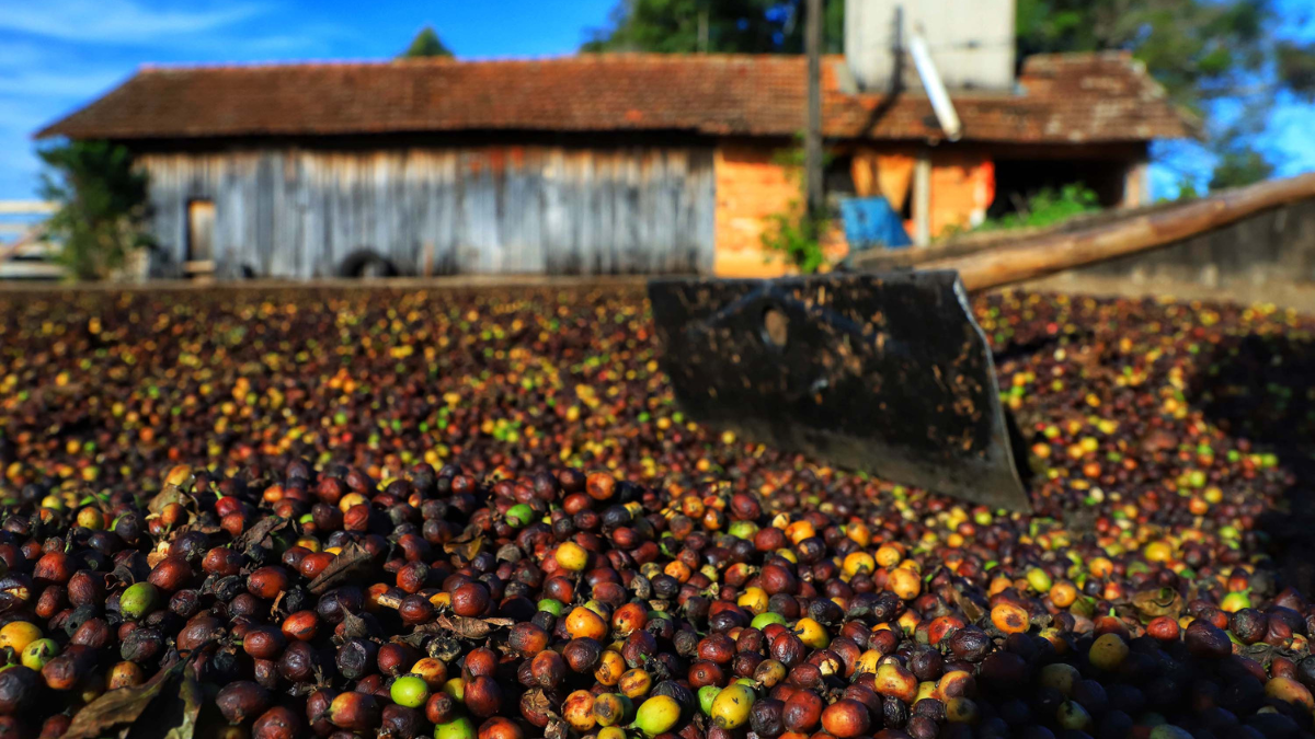 Café no Paraná teve recorde de produção em janeiro