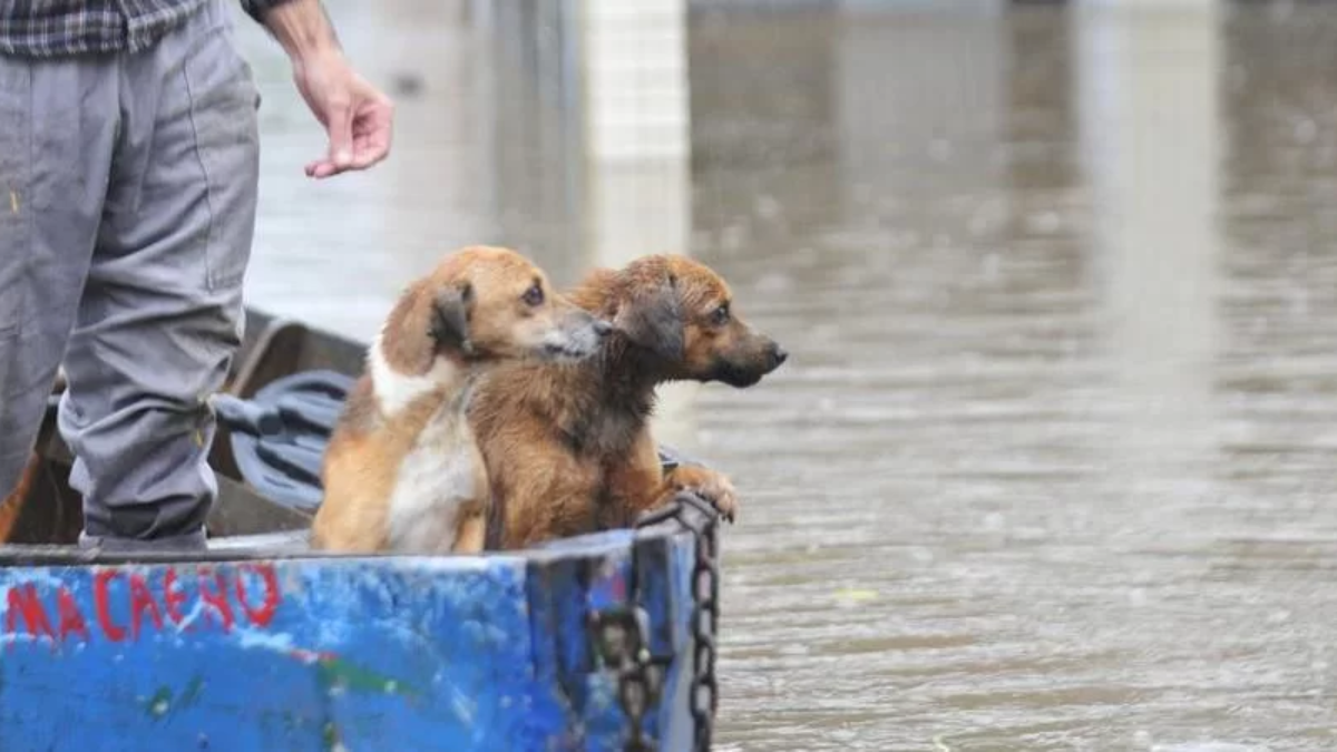 Casal lança IA para unir pets perdidos com tutores no Rio Grande do Sul