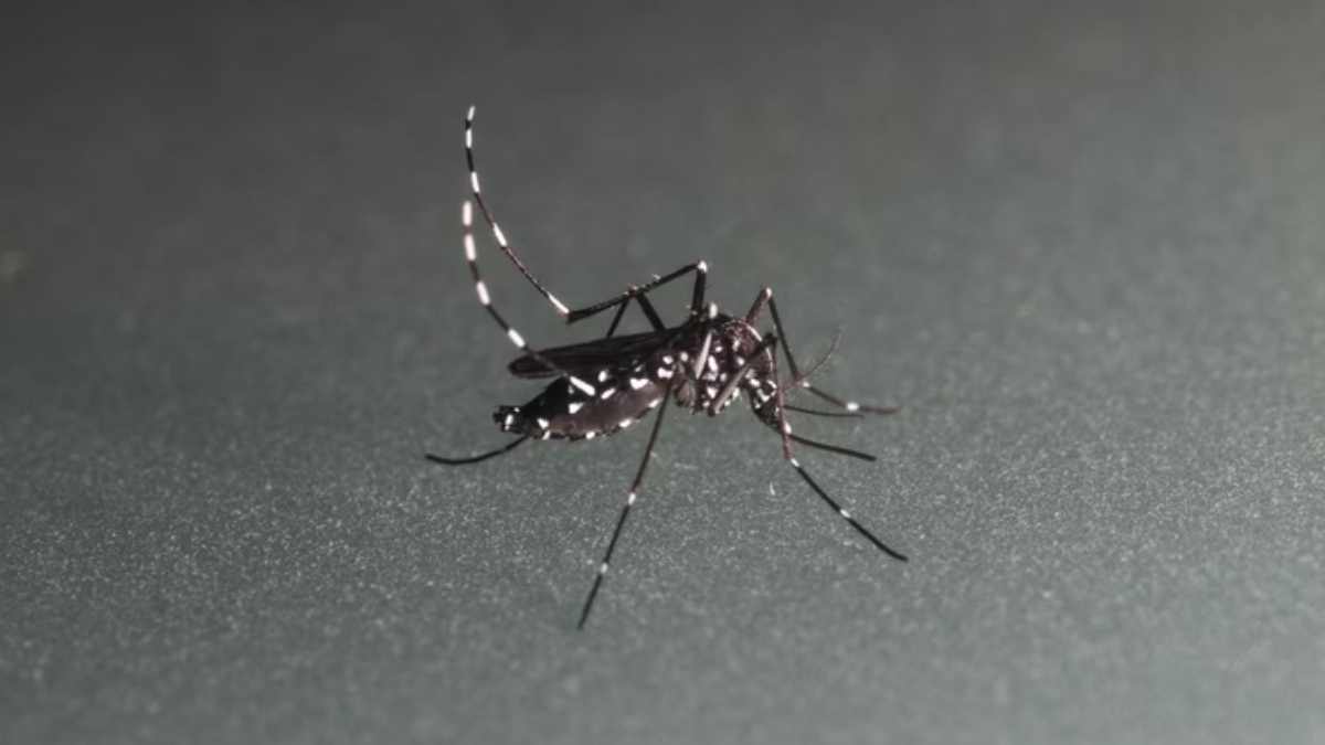 Boletim confirma 37.221 novos casos de dengue e 34 mortes no Paraná
