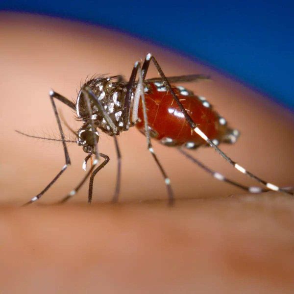 Brasil já registrou 113 mortes por dengue